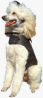 Poodle