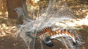 Lyrebird, the most remarkable animal!