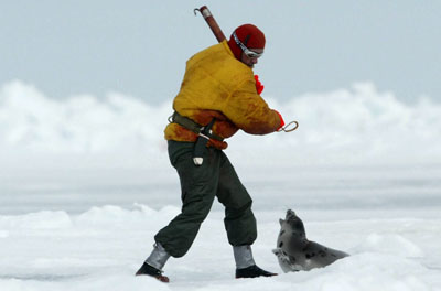 Seal clubbed to death