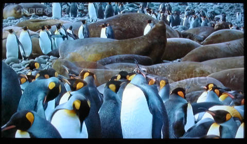 BBC HD trial - penguins and seals