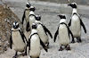 Google maps penguins with <span class='highlighted'>Street</span> <span class='highlighted'>View</span>