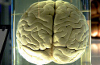 IBM tries to computationally simulate a human brain